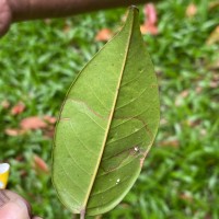 Doona venulosa Thwaites P.S.Ashton